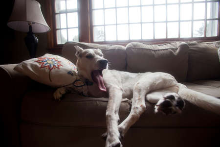 An old dog awakens from her nap on the sofa and gives a big yawn 
