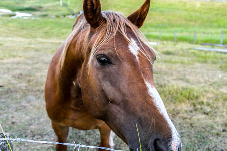 Horse happy to see you, saying helloの写真素材