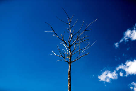 Dead gnarled tree on blue sky with cloudsの写真素材