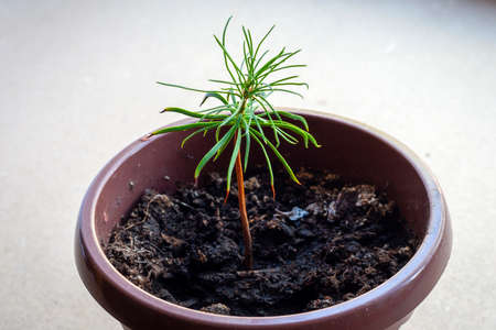 cedar pine shoot on the windowsill