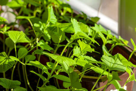 Saplings of cucumbers on the windowsill