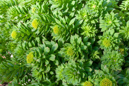 Green stems of Rhodiola rosea in spring, close-up.の写真素材