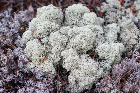 Lichen of Yagel, Cladonia rangiferina, close-upの写真素材