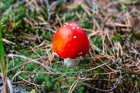 Young red fly agaric - amanita, close-up