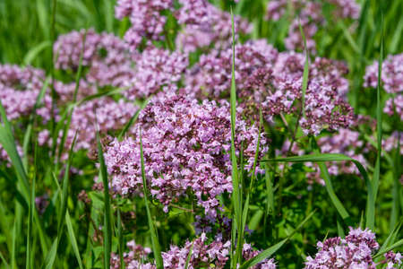 Flowering Oregano in a meadowの写真素材