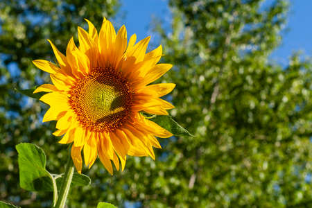 Sunflower closeup on a green background with copy spaceの写真素材