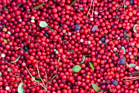 Berry background. Cowberry.の写真素材