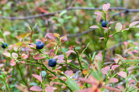 Blueberry Vaccinium myrtillus in the fall, close-up.の写真素材