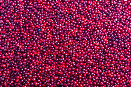 Cowberry. Lingonberry. Background of red ripe berries. VaccÃ­nium vÃ­tis-idaea.の写真素材
