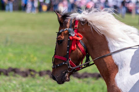 Piebald horse in harnessの写真素材