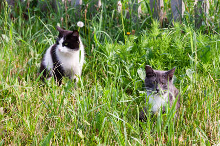 Cats on the grassの写真素材