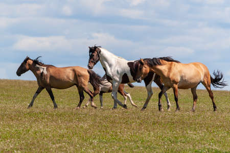 A herd of horses with foals drink water from a pond on a hot, summer day. Bashkiria.の写真素材