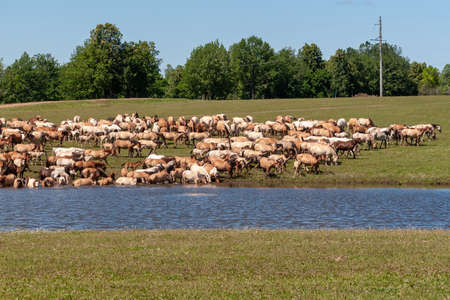 A large herd of horses go to water. Bashkiria.