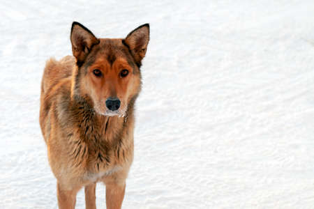 Red-haired homeless dog in the winter. Red dog's torso with a copy of space.