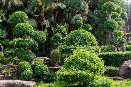 Lush tropical vegetation of Thailand on a Sunny day.