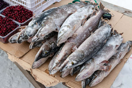 Sale of frozen pike at the fair in Siberia. A pile of frozen fish.