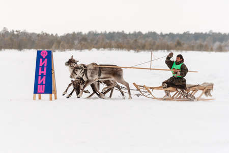 Russkinskaya, Surgut, Russia, 03/23/2019: open traditional holiday of reindeer herders and fishermen, indigenous peoples of Siberia. The participants of reindeer races finish.のeditorial素材