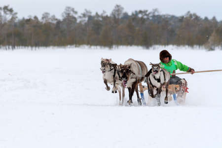 Russkinskaya, Surgut, Russia, 03/23/2019: open traditional holiday of reindeer herders and fishermen, indigenous peoples of Siberia. Driver deer drives a reindeer sleigh.のeditorial素材