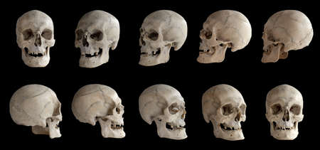 Human anatomy. Human skull. Collection of rotations of the skull. Skull at different angles....