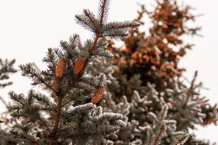 Fir cones. A branch of blue spruce with cones, bottom view.