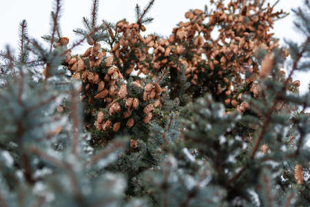 Fir cones. Blue spruce in the winter is hung with many cones, bottom view. Selective focus.の写真素材