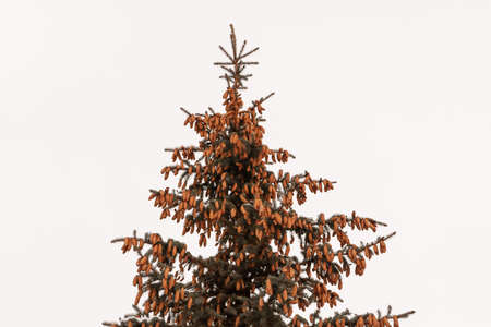 Fir cones. The top of the blue spruce is hung with many cones.