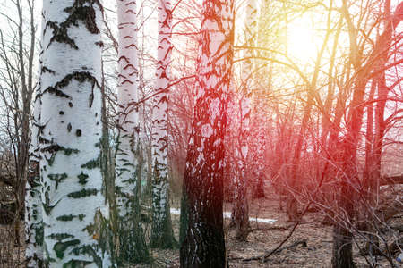 Birch grove in the spring during the collection of birch sap. The birch grove is backlit by the sun.