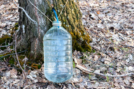  A plastic jar for collecting birch sap is suspended on a tree trunk. Collection of birch sap.