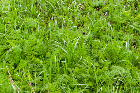 Grass texture. Sun-drenched green grass. Spring herbs.
