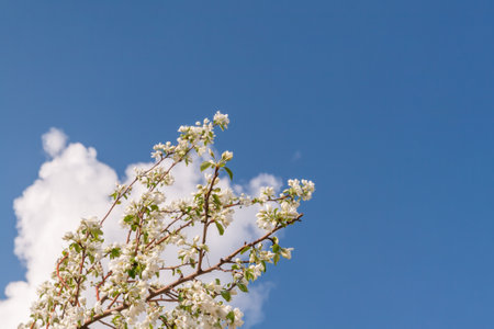 White flowering branches of an apple tree in spring against the blue sky and clouds. A lush blooming...