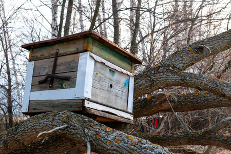 Beehive as a bee trap mounted on a fallen tree. Swarm trap. How to catch a bee swarm and install in your beehive.の写真素材