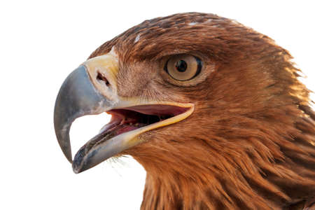 Golden eagle head in profile, close-up, isolated on white background.