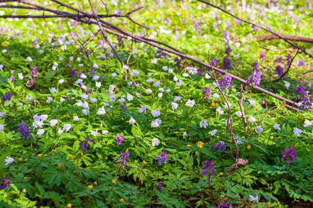 Lush bloom of spring flowers in the forest. Primroses are spring. The first flowers in the spring forest. Anemonoides nemorosa.の写真素材