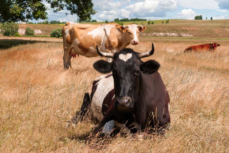 A black cow with a white heart-shaped spot on her forehead lay down to rest.の写真素材