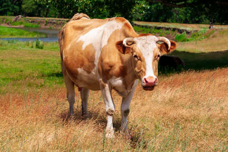 A grazing cow looks at us curiously. A beige cow with large white spots.