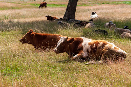 The village cows lay down to rest at noon in the shade of the trees.の写真素材