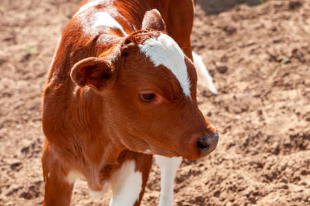 Portrait of a cute pensive red and white calf, close-up.の写真素材