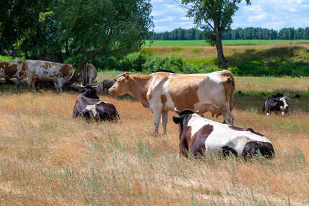 The cows grazing in the field lay down to rest at lunchtime.