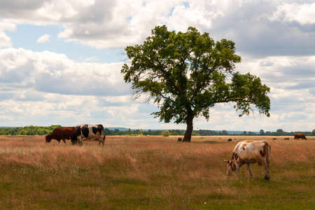 A rustic herd of cows and sheep grazing in an open field at noon.の写真素材