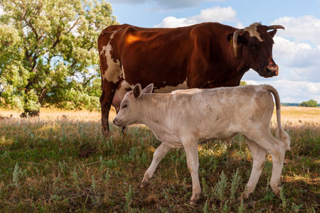 A white calf grazes with cows in a field at noon.の写真素材