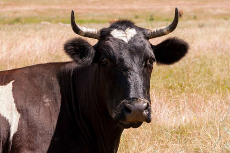 Portrait of a black cow with a white heart-shaped spot on its forehead.