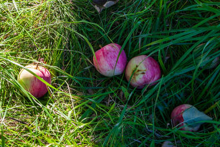 Ripe ripe apples in the grass. Apples fallen from the apple tree.の写真素材