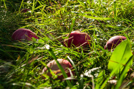 Fallen ripe apples in the grass, illuminated by the backlight of the sun.の写真素材