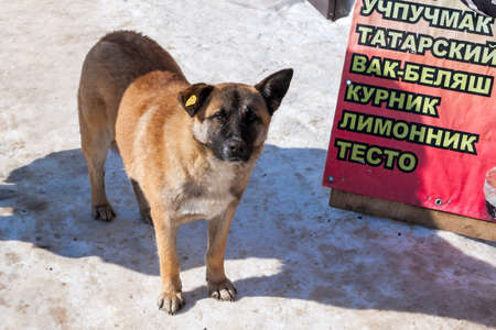 Ufa, Chishmy, Russia, 03.14.2021. Homeless dog on the street with a veterinary vaccine on the ear. Yellow label on the dog's ear.のeditorial素材