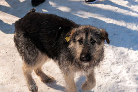 Ufa, Chishmy, Russia, 03.14.2021. Homeless dog on the street with a veterinary vaccine on the ear. Yellow label on the dog's ear.のeditorial素材