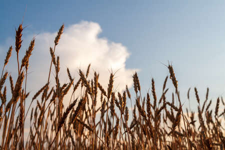 Barley ears against the blue sky and clouds in the evening. Close-up.の写真素材