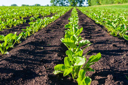 Sugar beet cultivation. Close-up of neat rows of sugar beets.の写真素材