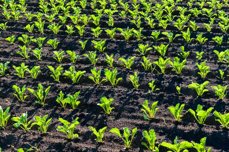 Tidy rows of sugar beet sprouts in an agricultural field. Sugar production.の写真素材