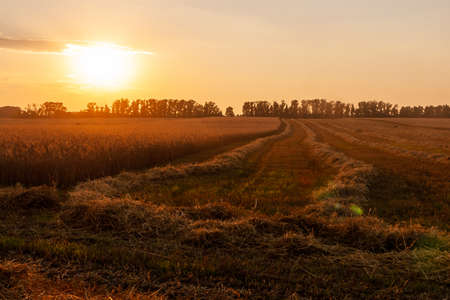 Evening wheat field during the harvest. Grain harvesting.の写真素材