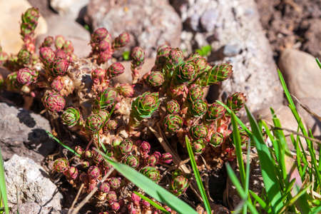Young shoots of Rhodiola rosea grow among the stones. Cultivation of Rhodiola rosea. The golden root...